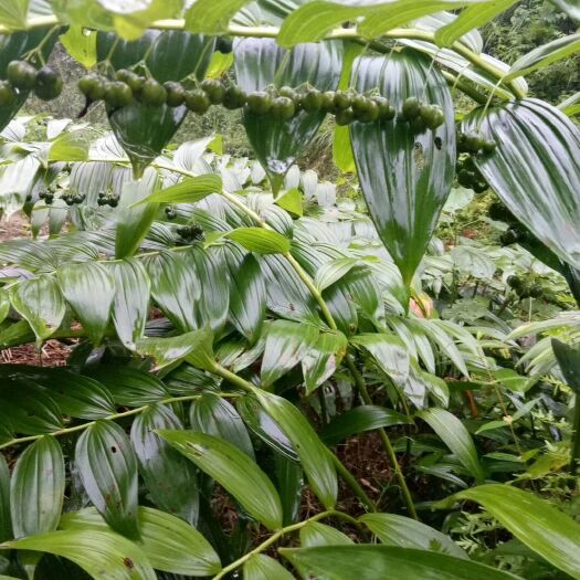 阳新县黄精种苗