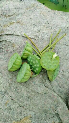 莲蓬 红莲 8cm以上 特级 