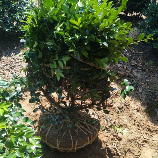 宁海县茶梅 80~100cm