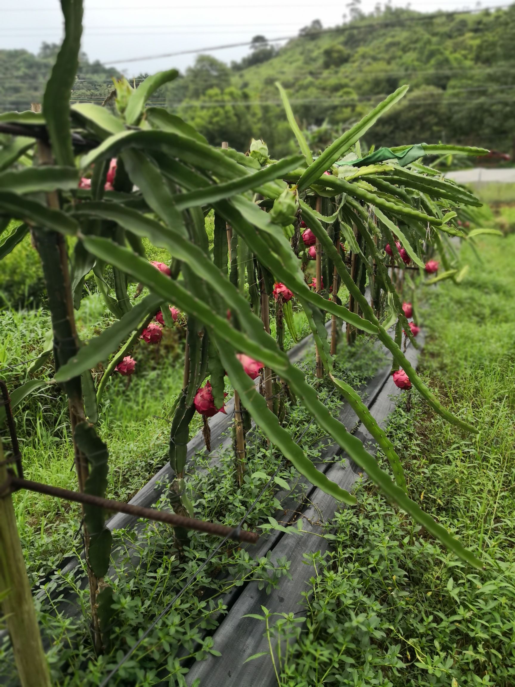 台湾大红火龙果苗 红心
