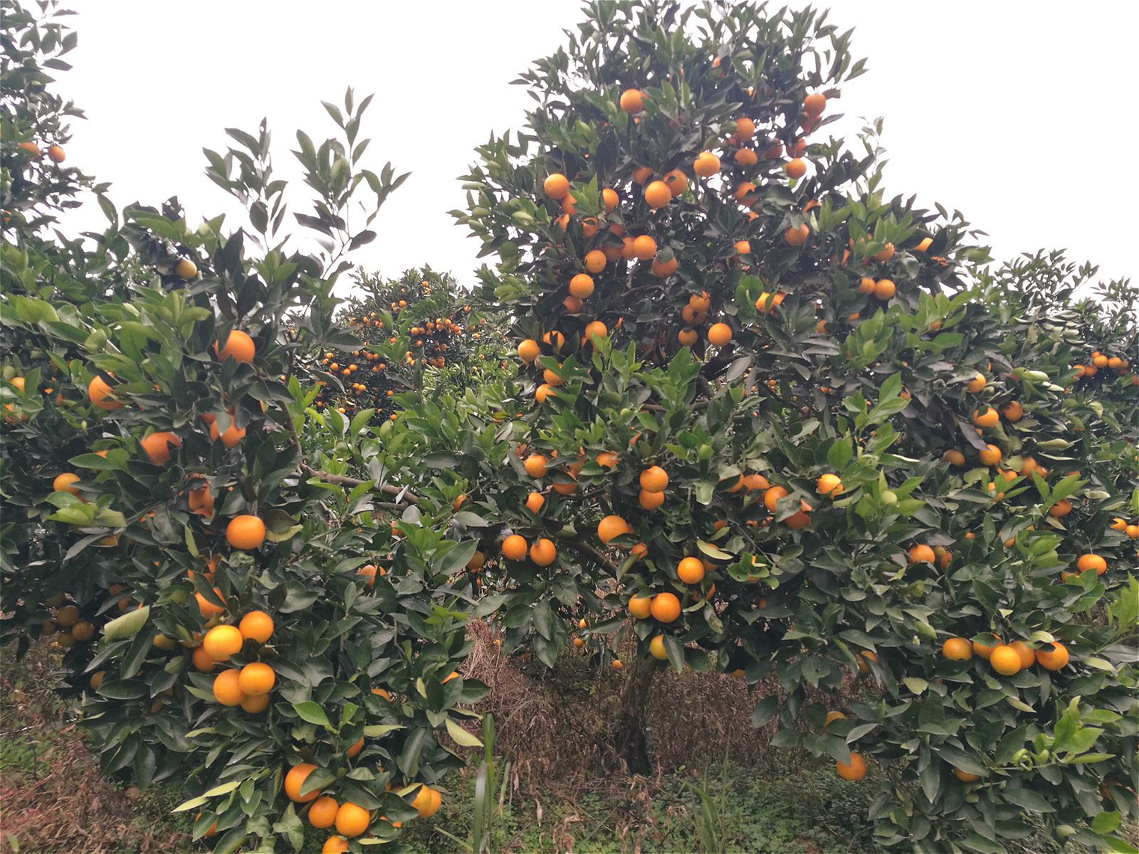 锦蜜冰糖橙苗 嫁接苗 0.5~1米