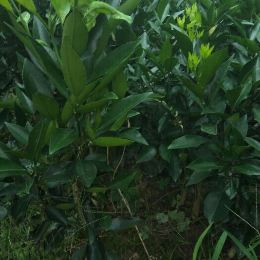 保靖县柑树苗 0.5~1米 