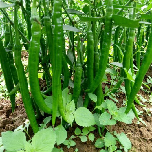 兴仁市辣丰系列 15~20cm 靑色 中辣