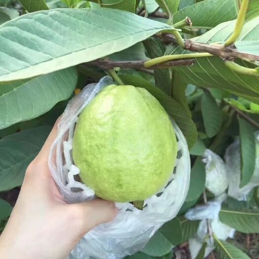 南靖县红心芭乐 200-250克 