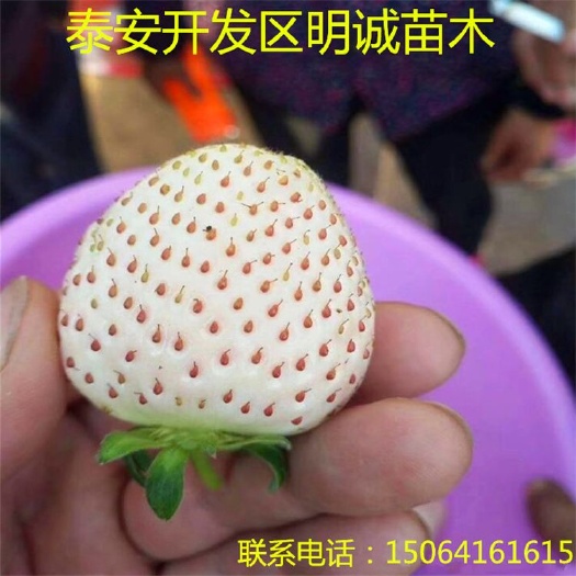 泰安小白草莓苗 地栽苗 10公分以下