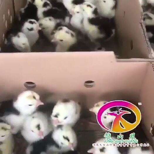 隆回县贵妃鸡苗 