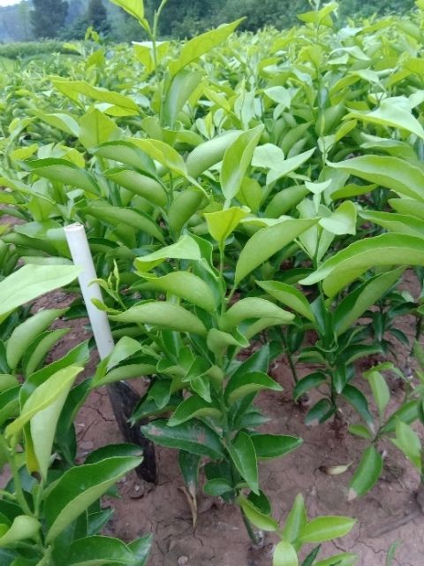 简阳市柑树苗 0.5~1米 