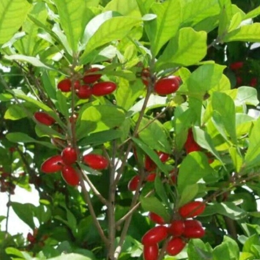 神秘果苗  四季开花结果，当年种当年挂果，5年苗带营养袋发货