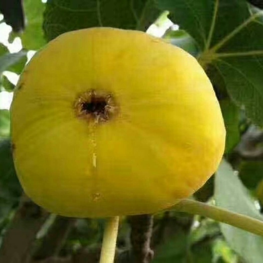 鲜无花果