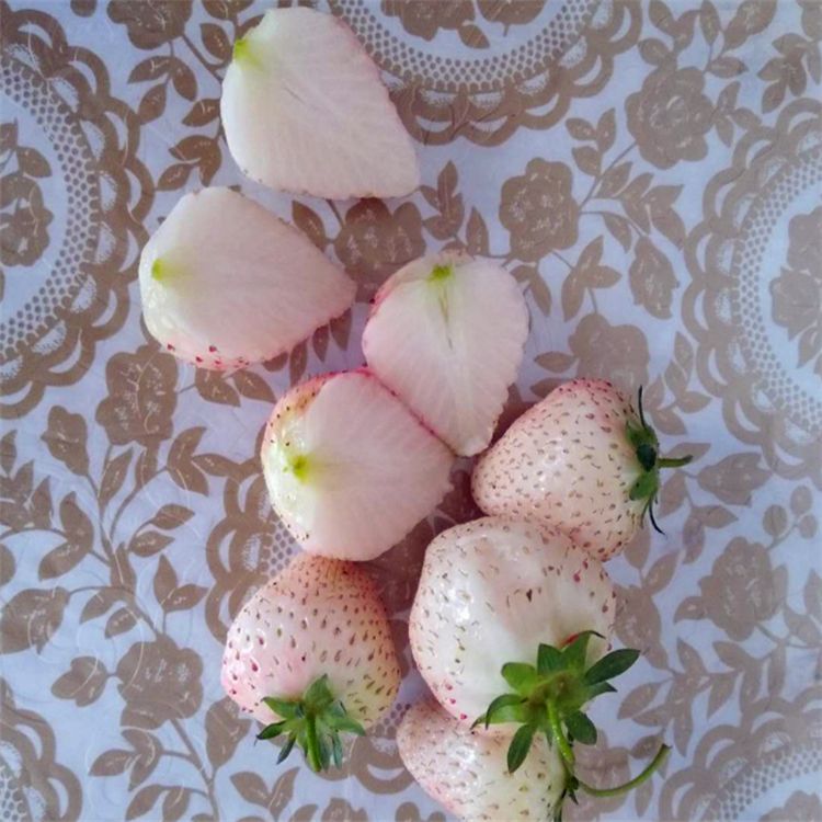 小白草莓苗 地栽苗 10公分以下