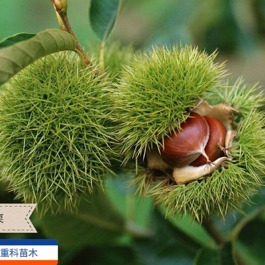 简阳市大红袍板栗苗 嫁接苗 0.5米以下 