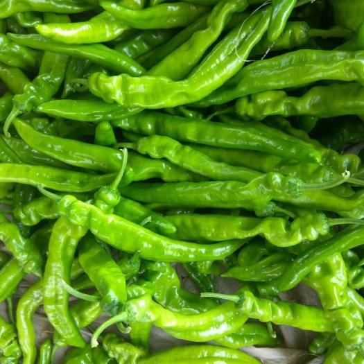 莘县圆椒 10~15cm 靑色 甜辣