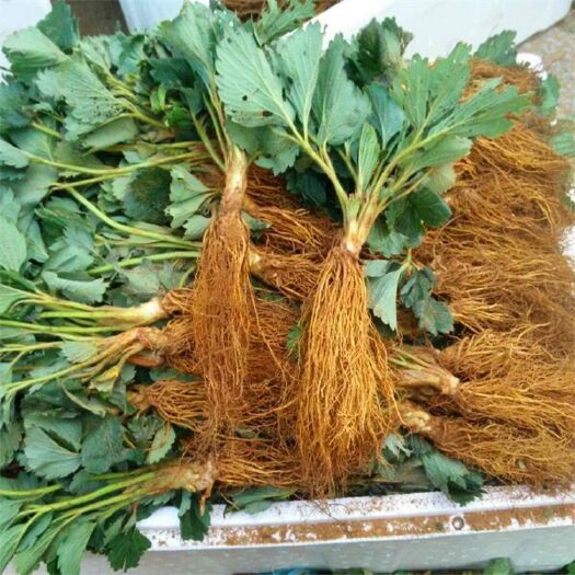 泰安奶油草莓苗 地栽苗 10~20公分