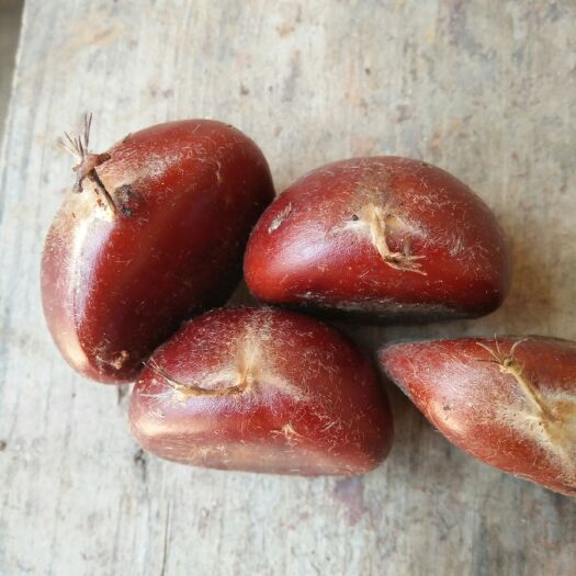 襄樊迁西板栗 一级 特选