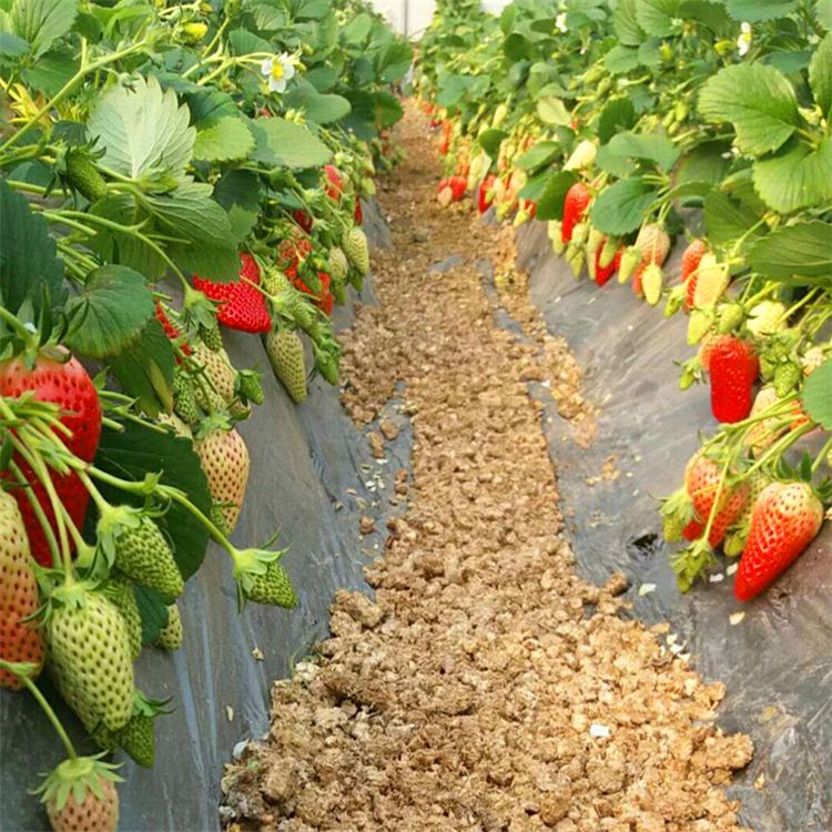 法兰地草莓苗 地栽苗 10公分以下 