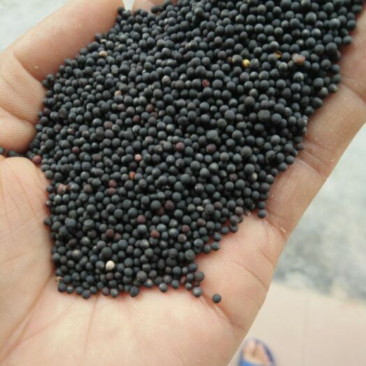 三台县油菜籽 