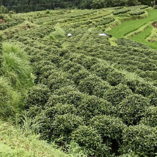 三都县毛尖茶  都匀毛尖(一手货源，价格便宜，栗香味)