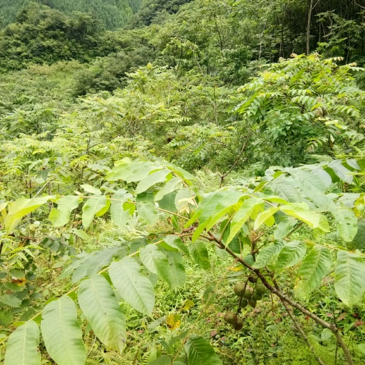 峨边县野生核桃 
