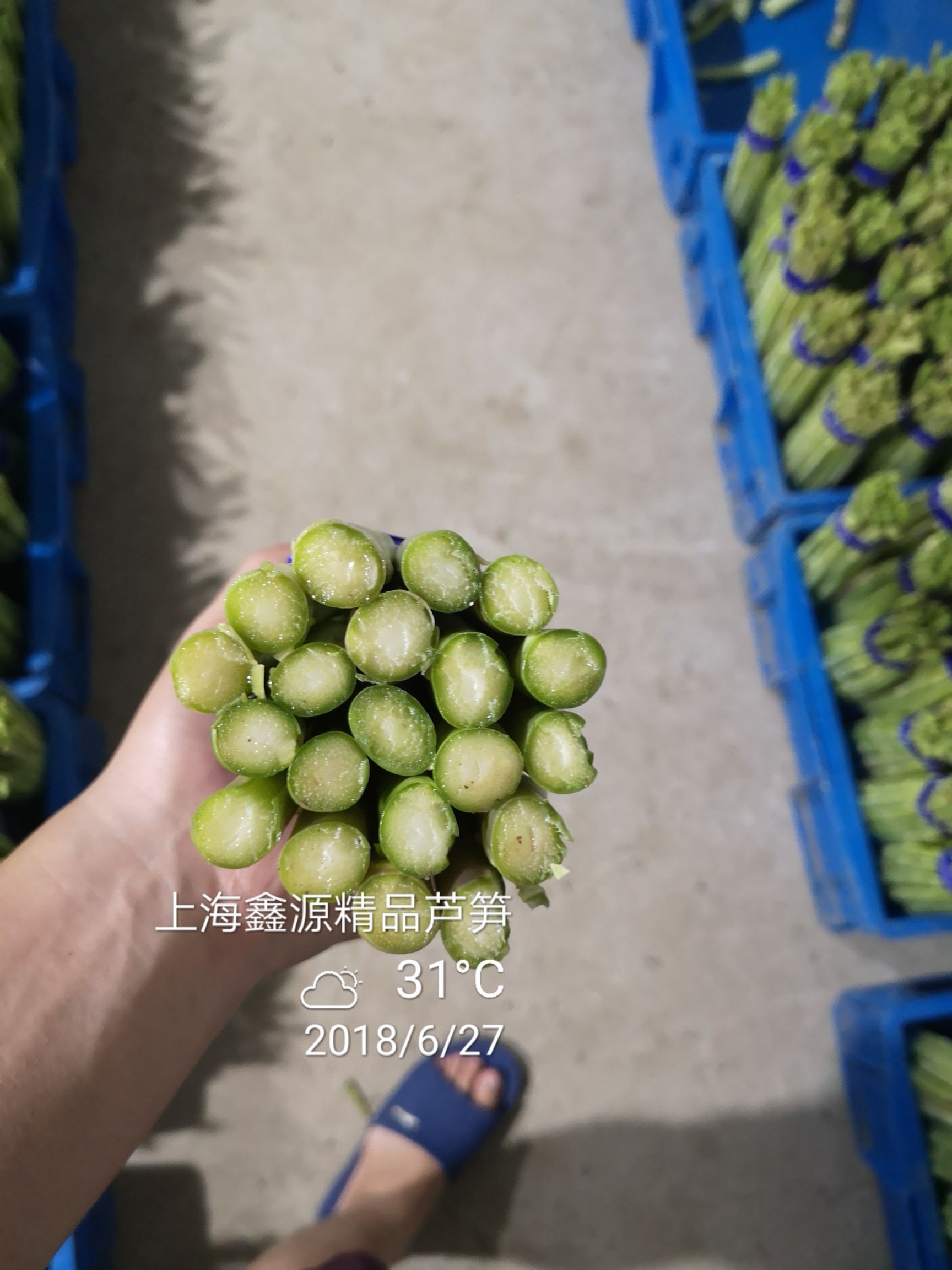 绿芦笋 24cm以上 13mm以上 