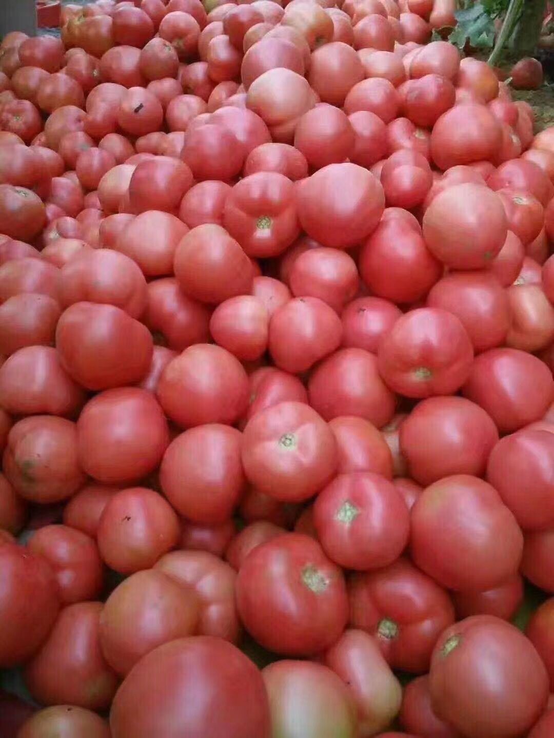 西红柿专用叶面肥