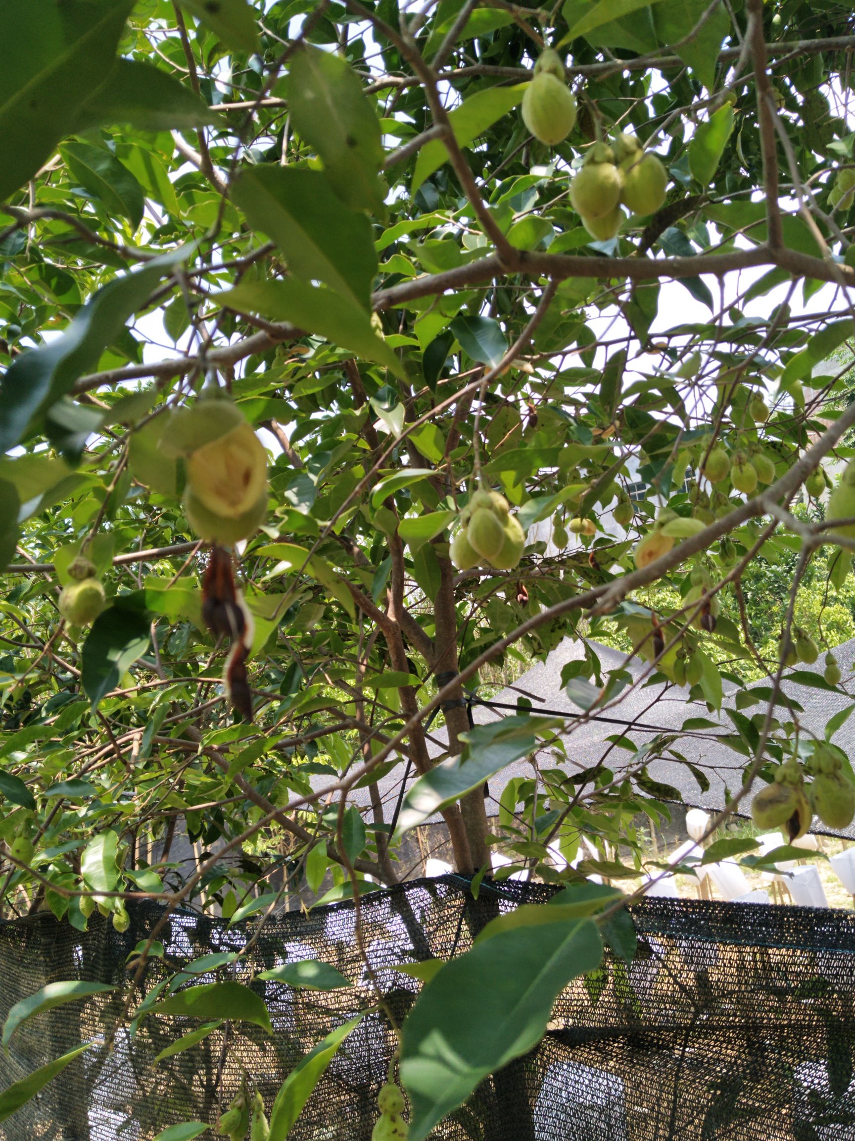 化州市沉香种子