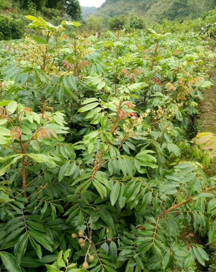 四季蜜龙眼苗  四季龙眼苗，带土球发货的！