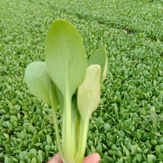 曹县金品28青梗菜 1~2两