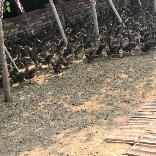 临邑县金定鸭 母 半圈养半散养 2-3斤 