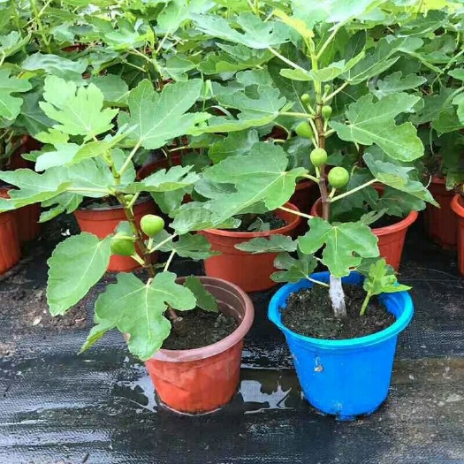 灵山县波姬红无花果苗 当年结果