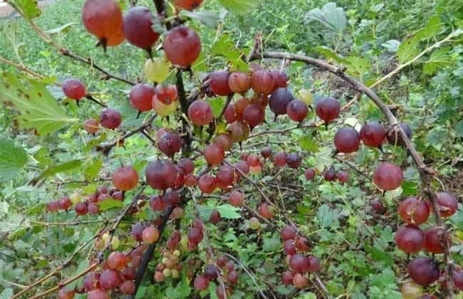 白山灯笼果苗 0.5~1米