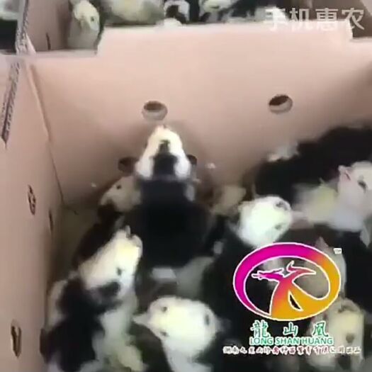 隆回县贵妃鸡苗 