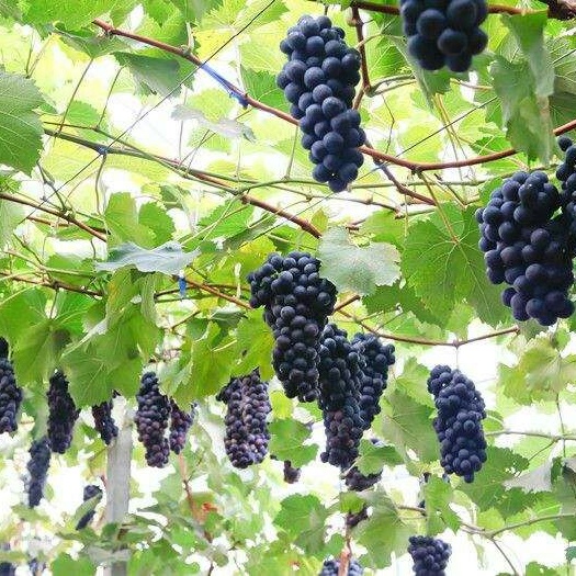 保定京亚葡萄 基地直供，价格低，质量好，串形好，颗粒大，特别甜