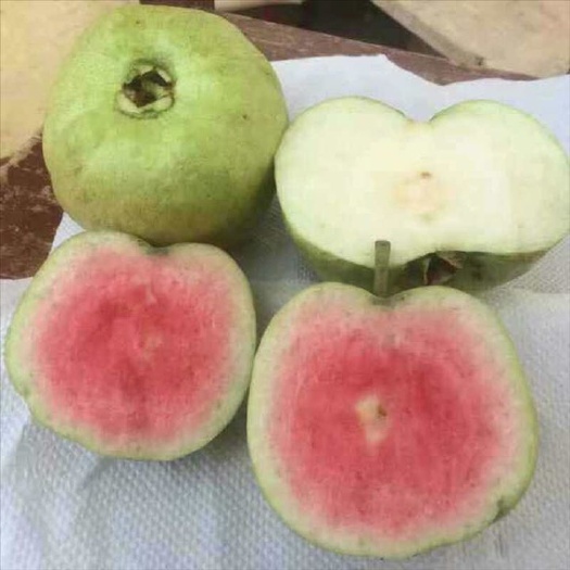 灵山县红宝石少籽芭乐苗 