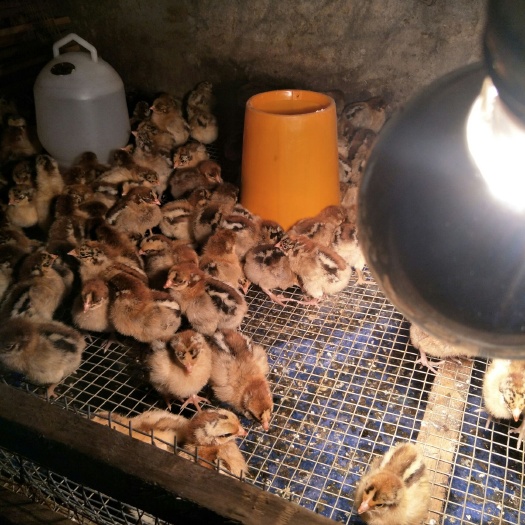 南部县青脚麻鸡苗