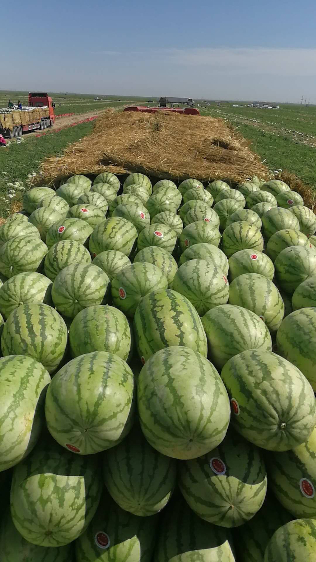  新疆西瓜，金城5号，安农2号，新疆总代办
