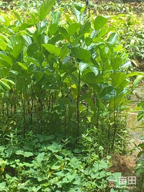 灵山县海南菠萝蜜苗 