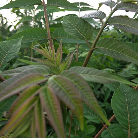 泰安红油6号 2公分以下 
