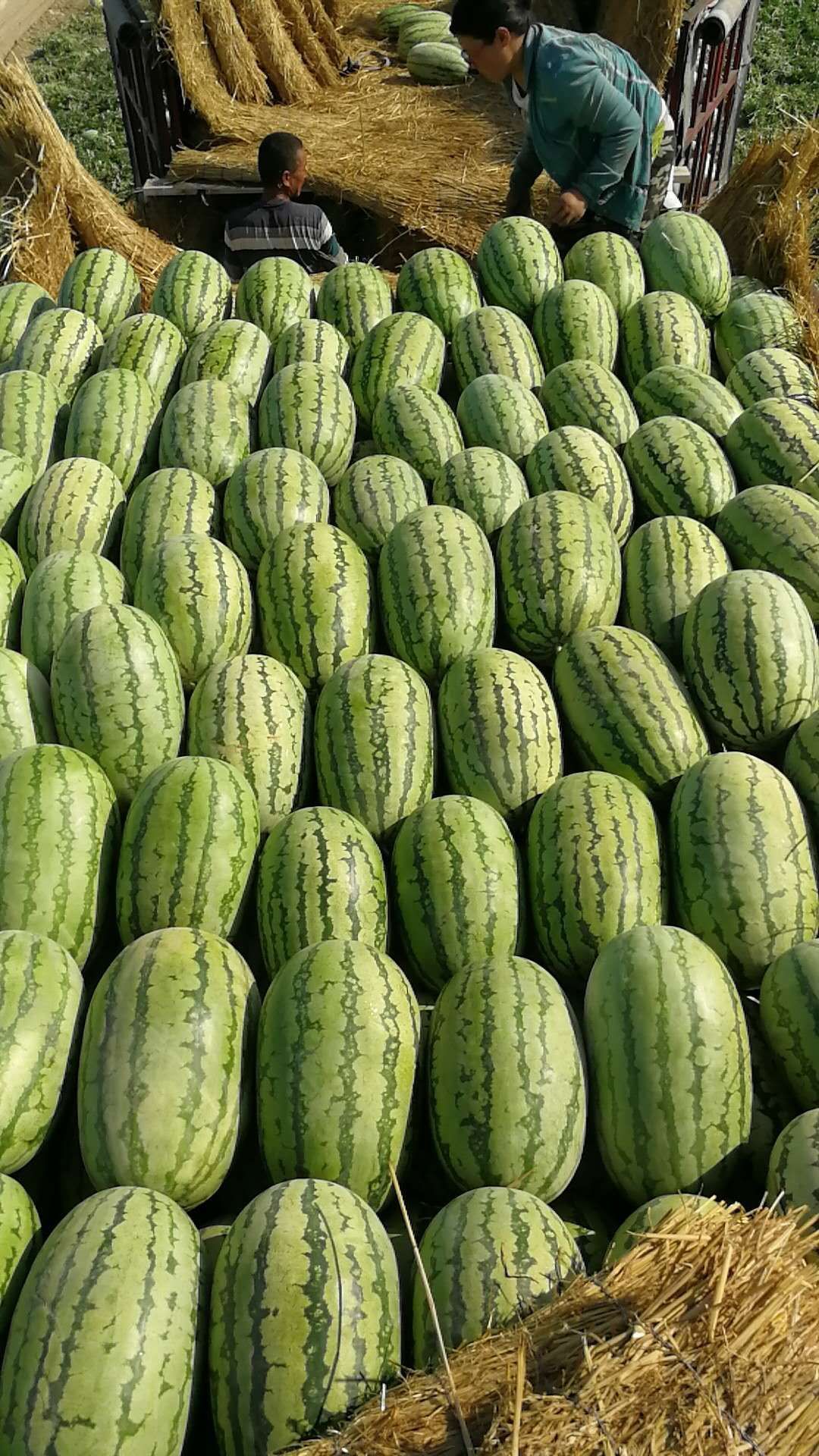  新疆西瓜，金城5号，安农2号，新疆总代办