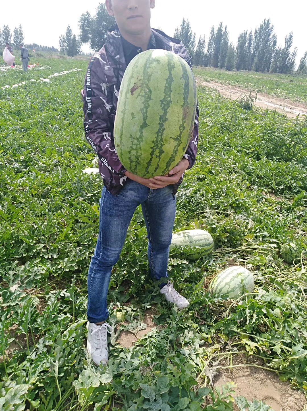  新疆西瓜，金城5号，安农2号，新疆总代办