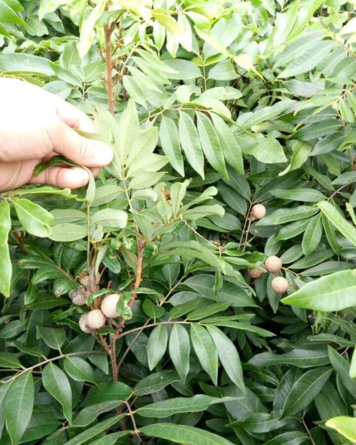 四季蜜龙眼苗  四季龙眼苗，带土球发货的！