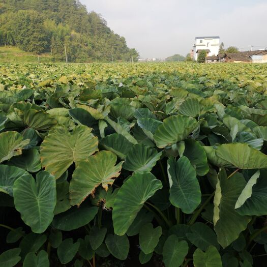 槟榔芋 货源充足，全国发货，大中小三个等级