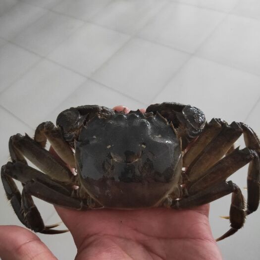 盘锦盘锦河蟹 2.0两以下 统货