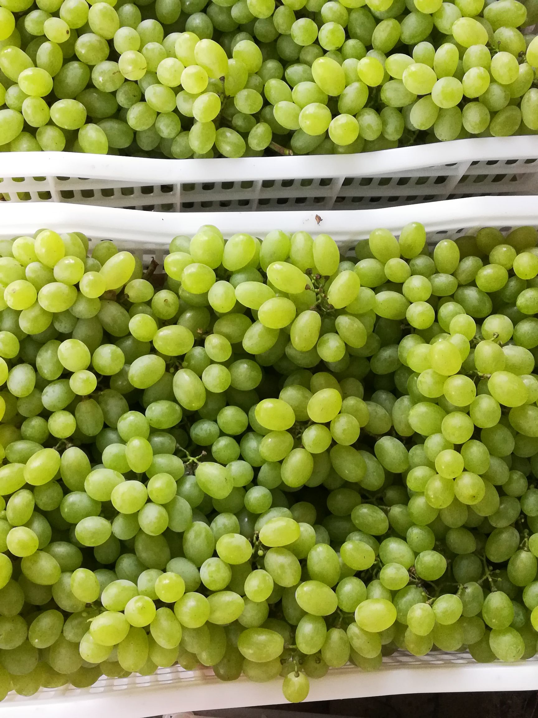 维多利亚葡萄 5%以下 1次果 1.5- 2斤 