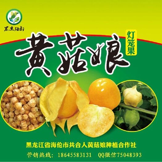海伦市海伦菇娘灯笼果黄菇娘