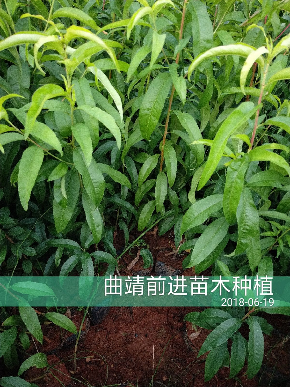 雪桃苗  丽江雪桃品种纯正，免费技术指导