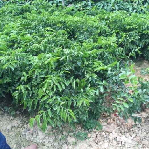 灵山县黑黄皮果苗
