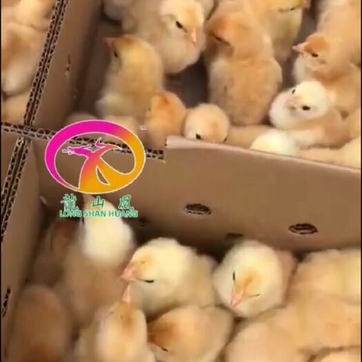 广州三黄鸡苗 