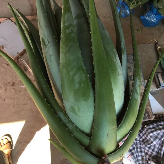 周口库拉索芦荟 20cm以上