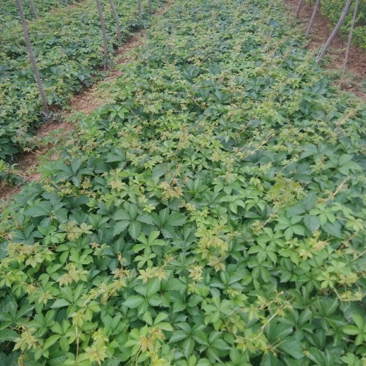 泰安爬山虎 1公分以下 1米以下