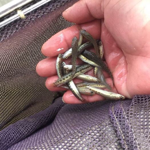 广州黑鱼苗